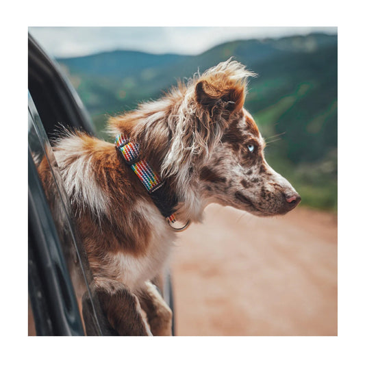 Wilderdog Woven Collar Rainbow