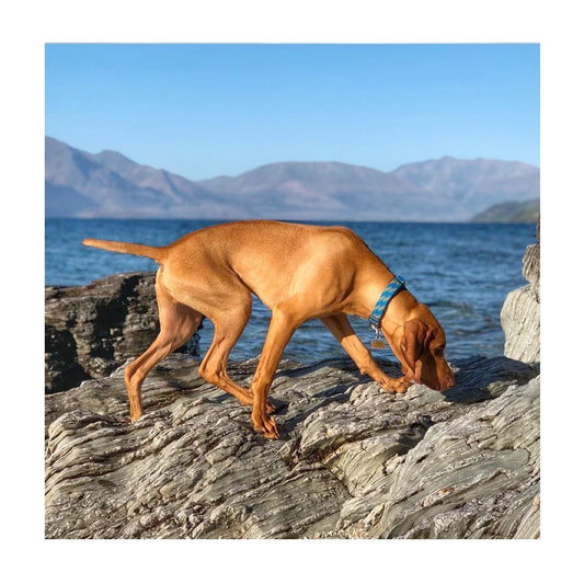 Wilderdog Woven Collar Mariner